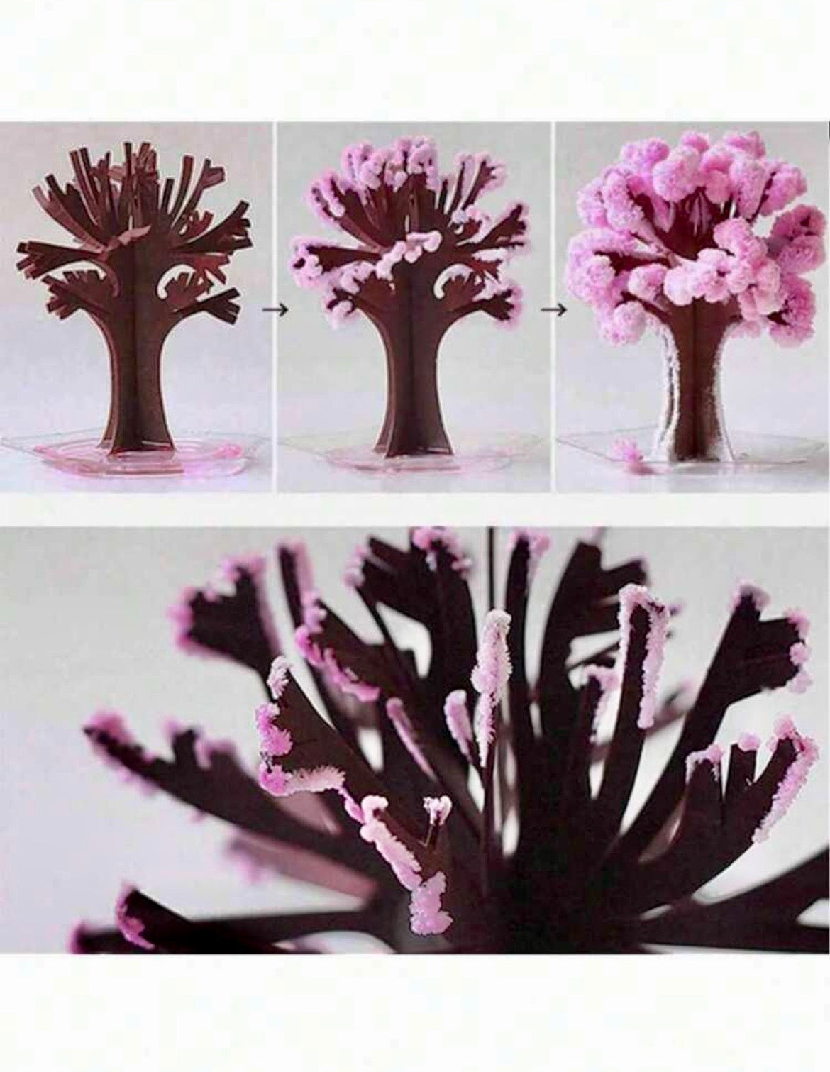 Magic Sakura Tree